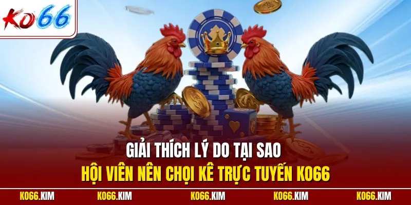 Giải thích lý do tại sao hội viên nên chọi kê trực tuyến KO66
