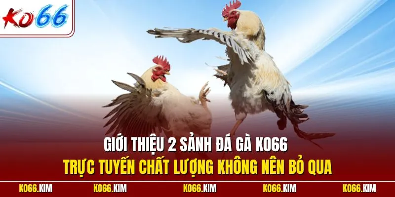 Giới thiệu 2 sảnh đá gà KO66 trực tuyến chất lượng không nên bỏ qua