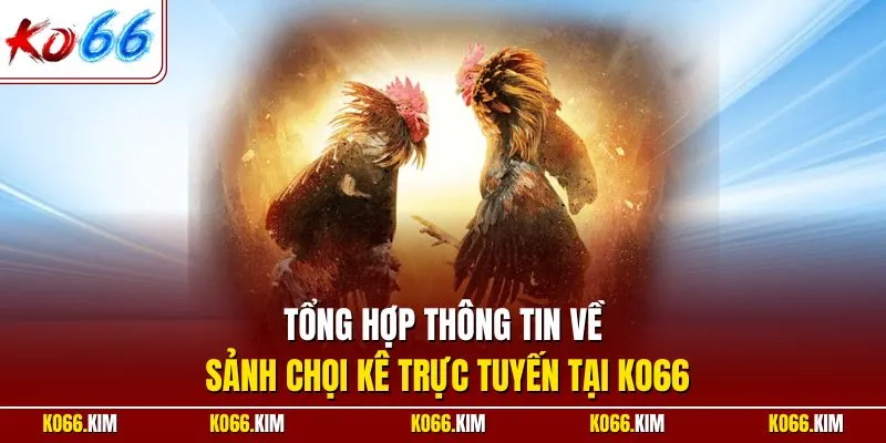 Tổng hợp thông tin về sảnh chọi kê trực tuyến tại KO66